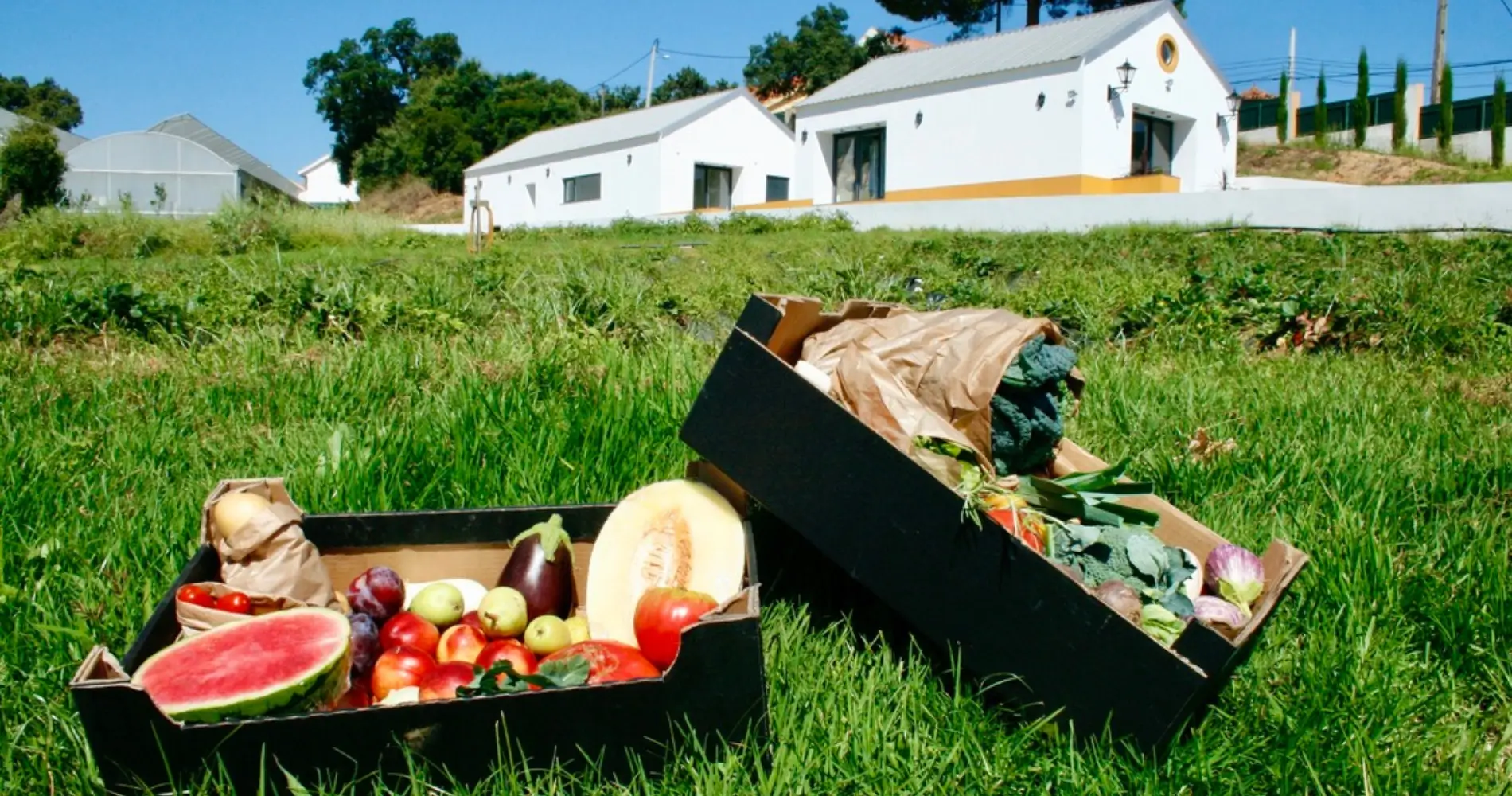 O Cabaz Grande é ideal para famílias que valorizam uma alimentação saudável, variada e cheia de sabor. Com hortícolas biológicos colhidos na nossa Quinta, garante frescura e qualidade em cada refeição.